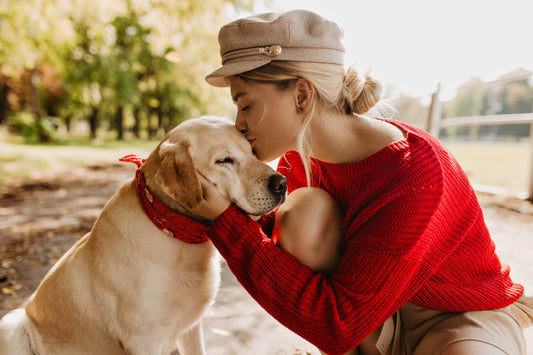 Top 5 des principales causes de l'arthrose chez le chien